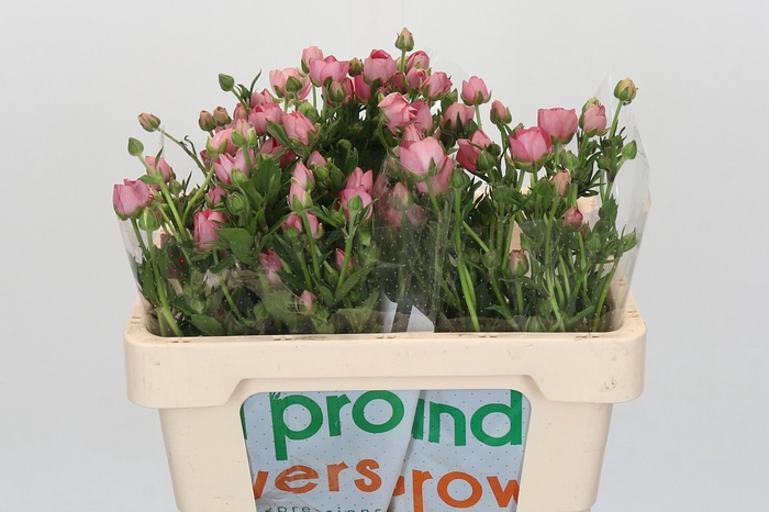 <h4>Ranunculus Magical Strawberry</h4>