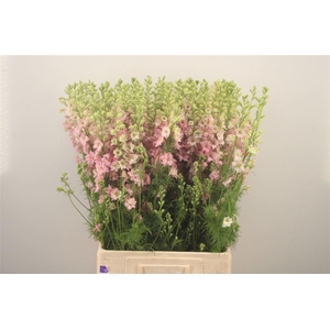 Delph Rids Light Pink