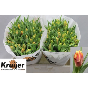 TU PA DEE JAY PARROT