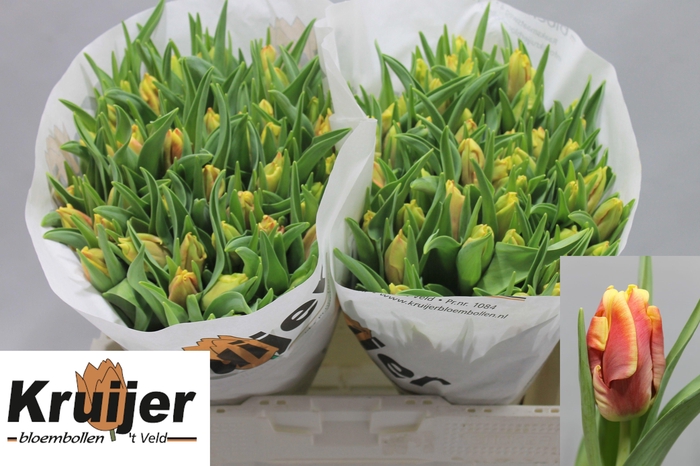 <h4>TU PA DEE JAY PARROT</h4>