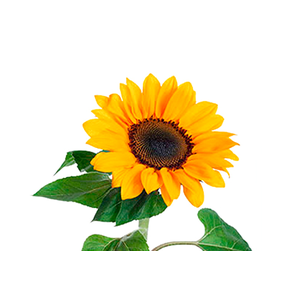 GIRASSOL VINCENT II CHOICE ME S REDE 070 CM