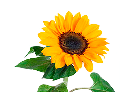 <h4>GIRASSOL VINCENT II CHOICE ME S REDE 070 CM</h4>