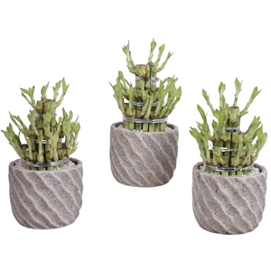 Lucky Bamboo Shape Round 3B Ø15cm Ceramic NT668