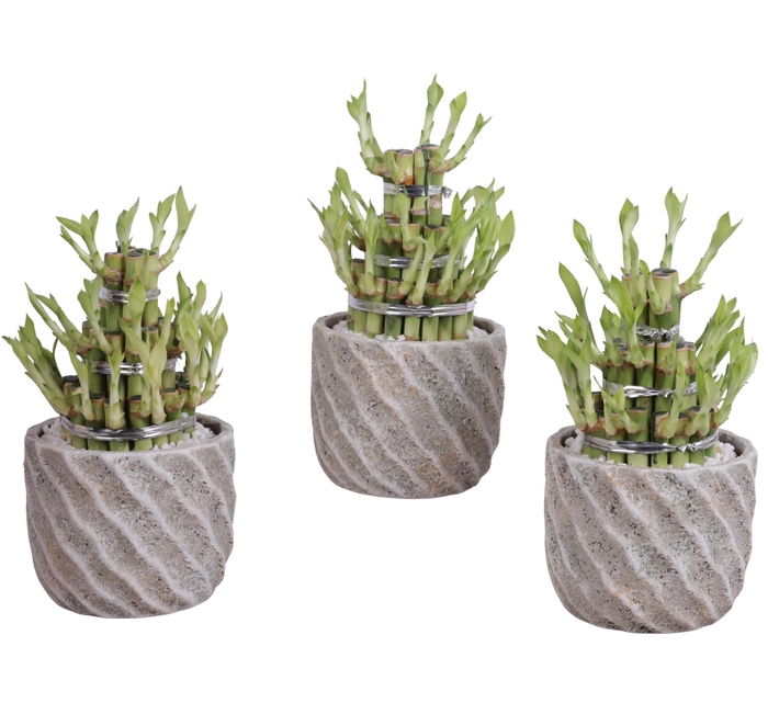 <h4>Lucky Bamboo Shape Round 3B Ø15cm Ceramic NT668</h4>