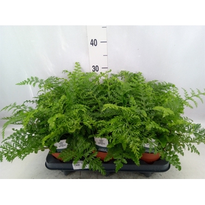 Asplenium parvati