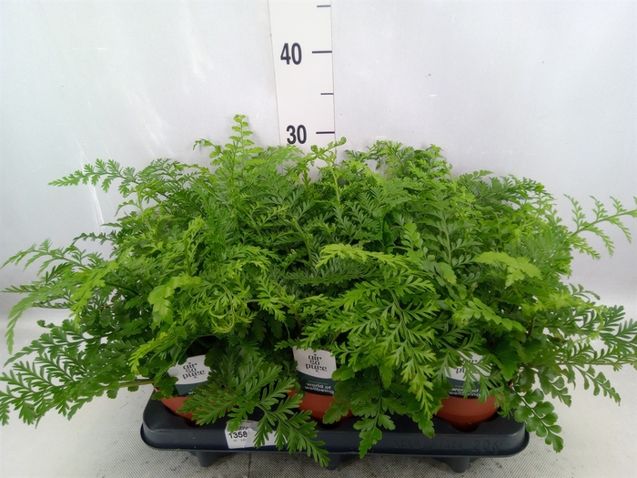 <h4>Asplenium parvati</h4>