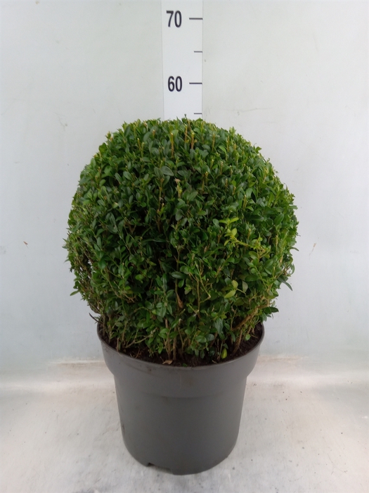 <h4>Buxus semp.   ...</h4>