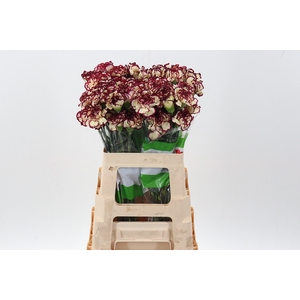Di St Bostick 60cm