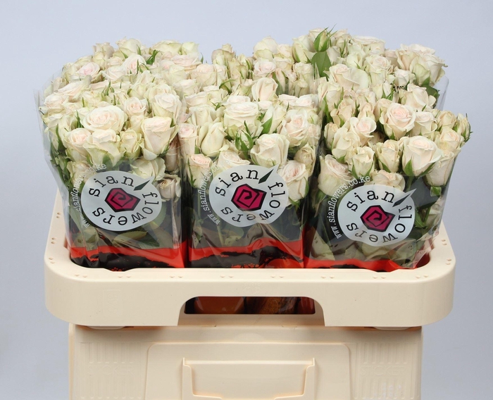 <h4>ROSA TR 'ROYAL PORCELINA'</h4>