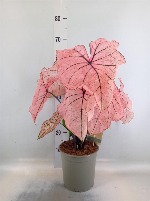 <h4>Caladium   ...</h4>