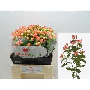 HYP MAG ROY PRINCESS