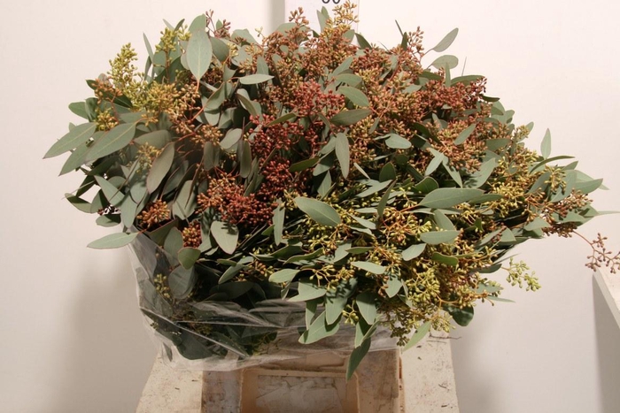 <h4>Euca Populus Berry 200gr It X20 P Bunch</h4>