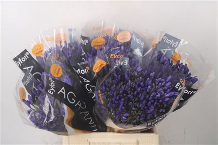 <h4>Agapanthus Eyfori Blue</h4>