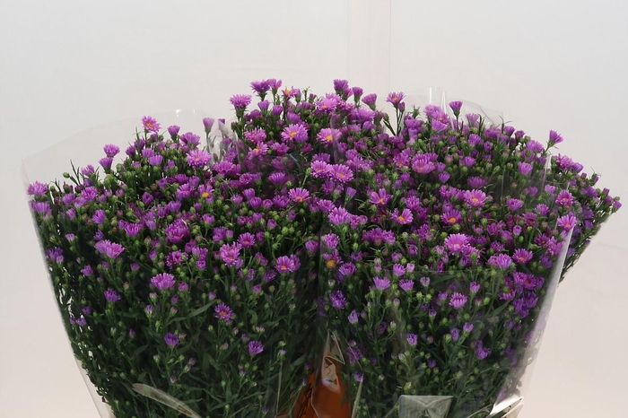 <h4>Aster Casarosa</h4>