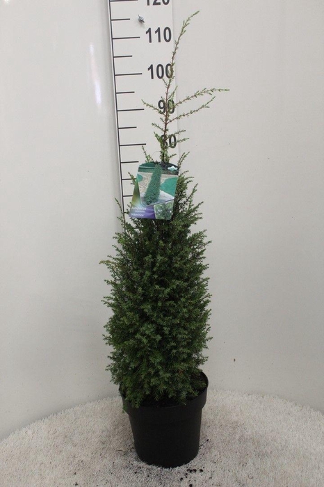 <h4>Juniperus com. 'Hibernica' P24 potgedrukt</h4>