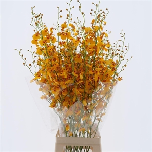 Oncidium Orange Xl (fs)
