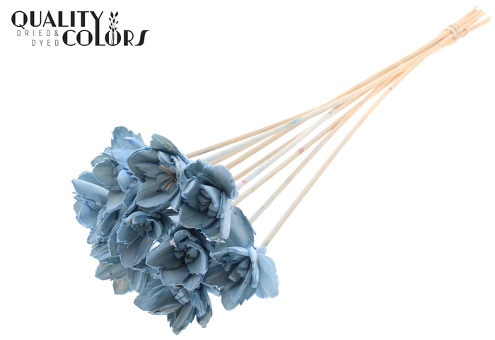 Shola Queen Flower on stem Light Blue