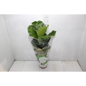 FICUS LYRATA P17