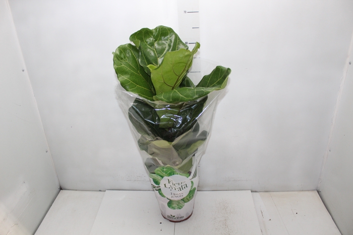 <h4>FICUS LYRATA P17</h4>