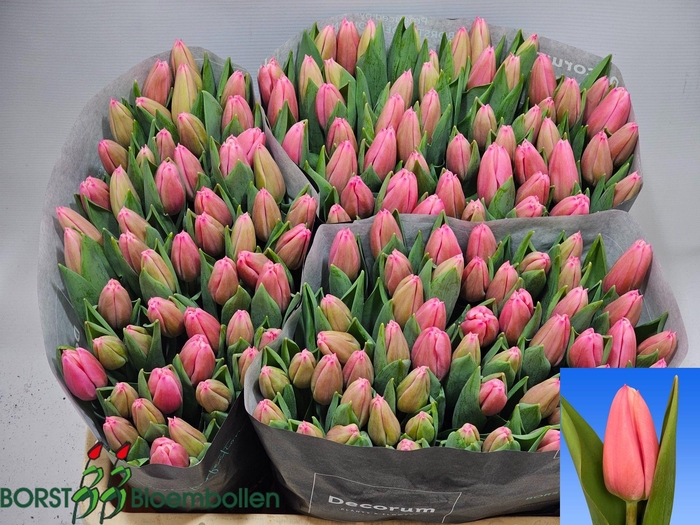 <h4>TU EN MILKSHAKE</h4>