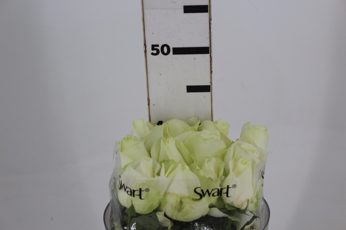 <h4>ROSA AVALANCHE 040 CM ESTUFA</h4>