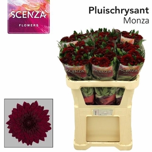 Chr G Monza