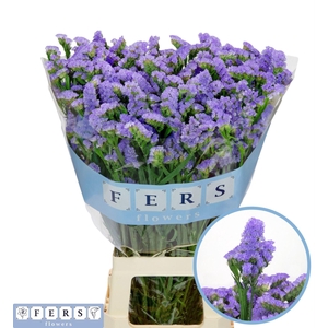 LIMONIUM SINUATUM 'SKY WINGS'