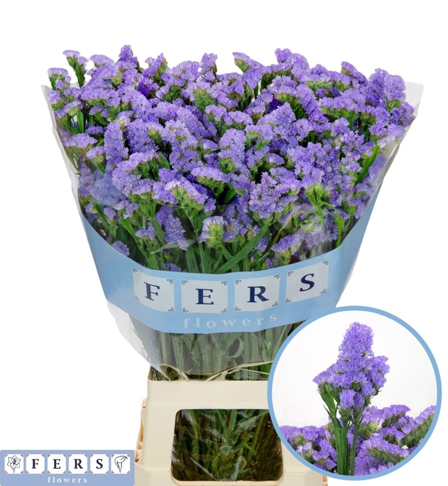 <h4>LIMONIUM SINUATUM 'SKY WINGS'</h4>