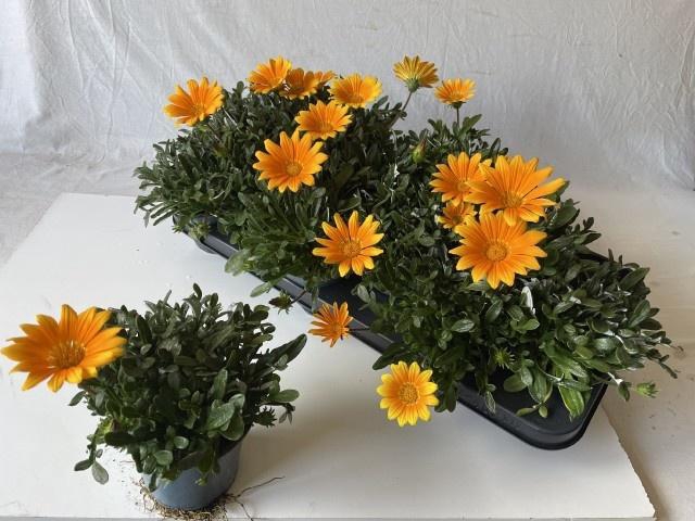 <h4>GAZ R GELBE JUPITE</h4>