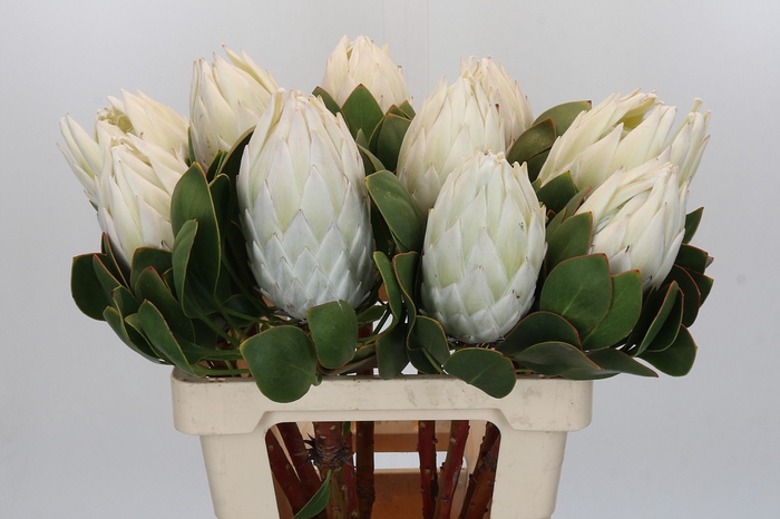 <h4>Protea Cyn. Lei Momi</h4>