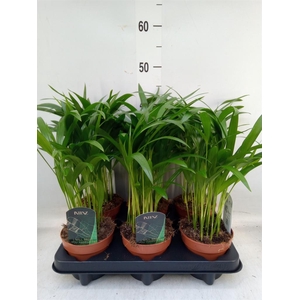 Dypsis lutescens   ...Chrysalidoca