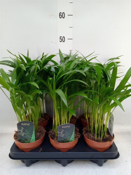 <h4>Dypsis lutescens   ...Chrysalidoca</h4>