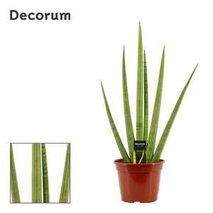 Sansevieria Handshake 20 cm (Decorum)