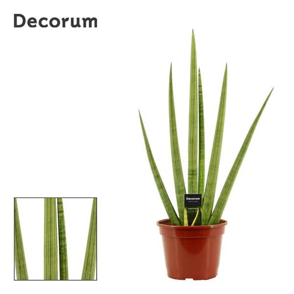 <h4>Sansevieria Handshake 20 cm (Decorum)</h4>
