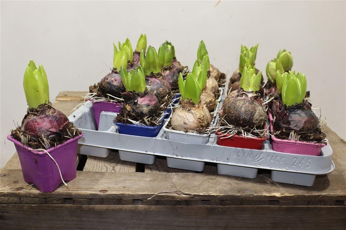 <h4>Hyacin Gem 5 Kl</h4>