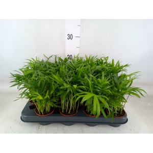 Chamaedorea elegans
