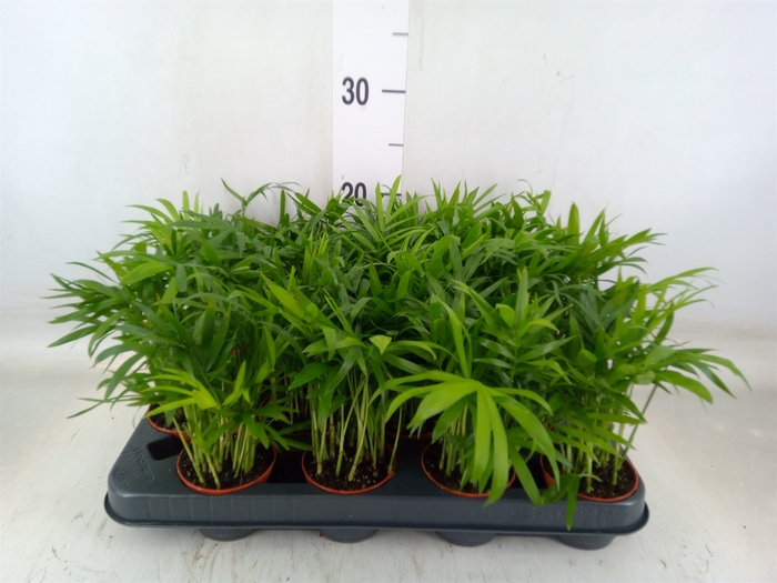 <h4>Chamaedorea elegans</h4>