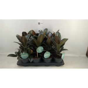 Ficus elastica 'Melany'