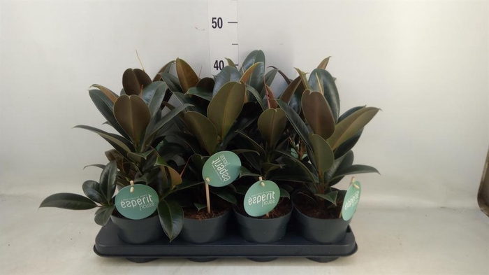 <h4>Ficus elastica 'Melany'</h4>
