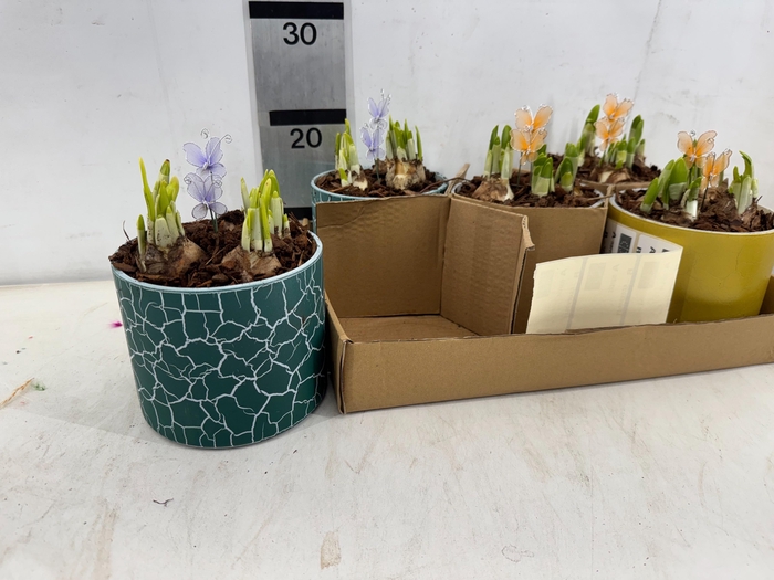 <h4>ARR N TETE A TETE</h4>