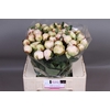 Paeonia Bowl Of Cream | Heavy Quality