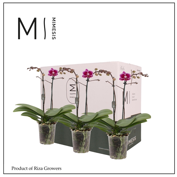 <h4>Mimesis Phal. Purple - 2 spike 9cm Less Plastic</h4>