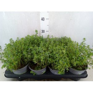 Thymus citriodorus 'Silver Queen'
