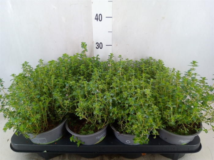 <h4>Thymus citriodorus 'Silver Queen'</h4>
