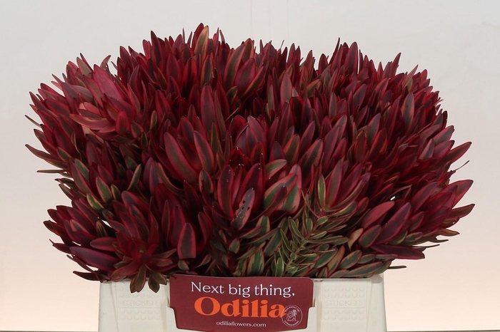 <h4>Leucadendron Jester</h4>