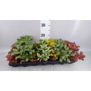 FITTONIA