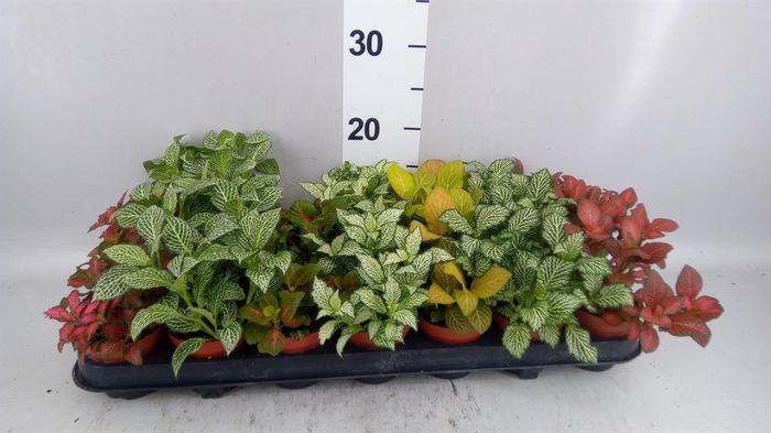 <h4>FITTONIA</h4>