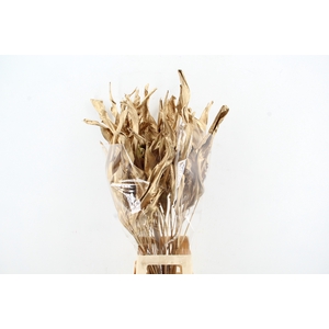 DF Strelitzia Leaf Antiq. Gold