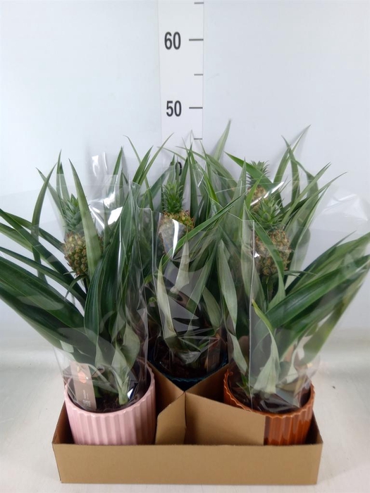 <h4>Ananas  'Mi Amigo'</h4>