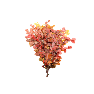 Beuk Klb Autumn Preserved GF